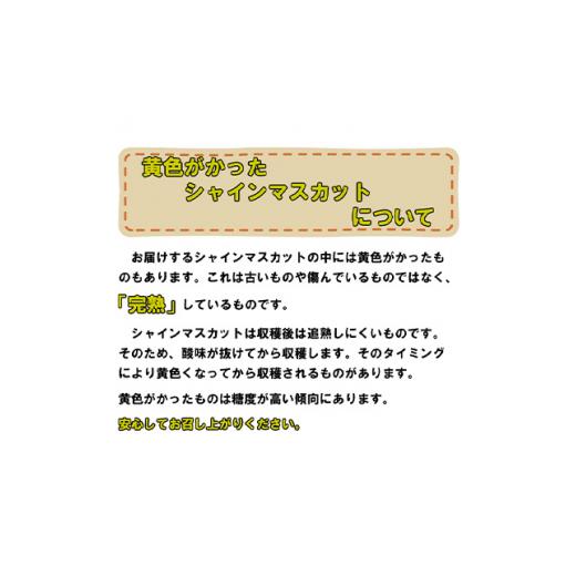 ふるさと納税 岡山県 里庄町 ぶどう 2024年 先行予約 岡山 名産 晴王 シャイン マスカット たっぷり2kg！9月上旬以降順次発送 ギフトにも ブドウ 葡萄 岡山県…