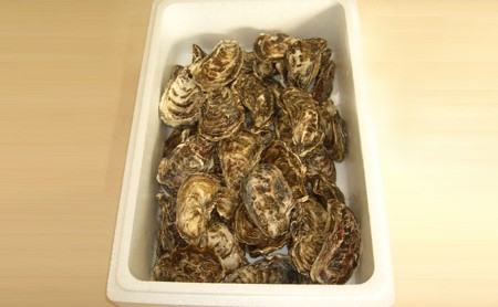  北海道 サロマ湖産 加熱用 殻付き牡蠣貝（2年貝）4kg カキ 牡蠣