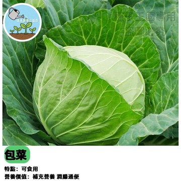 台灣高麗菜種子 捲葉甘藍 結球甘藍 初秋高麗菜苗 家庭菜園種子 盆栽可種 耐寒蔬菜 脆甜多汁 自種安心 秋冬播種好時機
