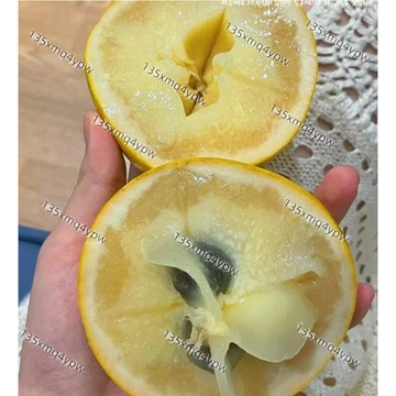 台灣現貨 牛奶果種子（100粒）四季高產 星蘋果種子 金星果種子 熱帶水果種子 盆栽植物 家庭園藝 果樹苗 種植簡單種子