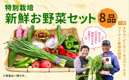 特別栽培 季節のお野菜セット 8品 おまかせ