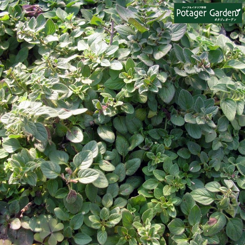 ハーブ 苗 オレガノ 種類 栽培 ハーブガーデン ハーブティー 花 ガーデニング 栽培キット 通販 Lineポイント最大0 5 Get Lineショッピング