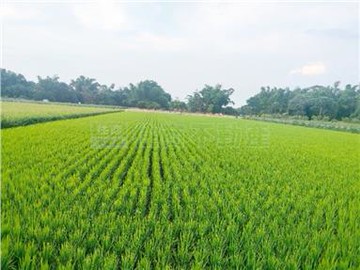 大目降大道新化外環美農地Ⅰ｜台南市新化區新化段太子廟小段​