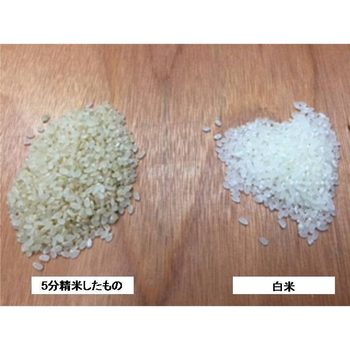 令和5年産 新米 自然農法米 お米 特別栽培米こしひかり5分づき米 5kg  「自然の恵み」  加賀百万石