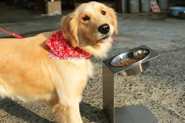 大型 傾斜式食器架【大型犬/中型犬適用】可拆洗不鏽鋼飼料架