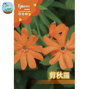 【原廠包裝】多年生剪秋羅種子 約1500粒 🌱陽台盆栽觀花植物 耐寒易養 庭院綠化造景 暗紅花海 分株播種