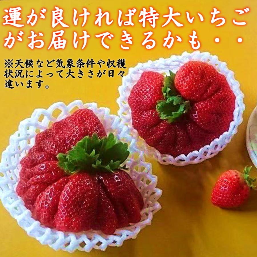 いちご 苺 福岡 プレゼント ギフト おすすめ フルーツ イチゴ 苺 高級 神激のあまおう 送料無料 人気  3箱 6パック