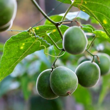 🌿【羅漢果種子】正宗農家羅漢果良種無雜質不退化 長勢旺盛爬藤能力強 藥用觀賞兩用經濟種籽 陽台庭院山田地栽四季可播