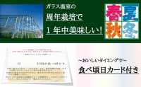 クラウンメロン　特大玉　1玉　12ヵ月連続お届け