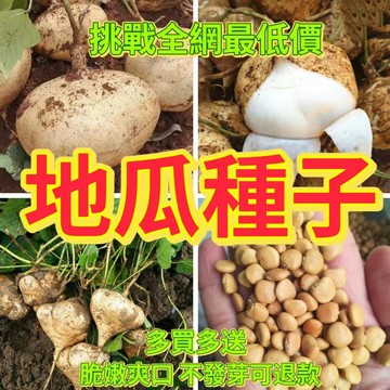 綠色家園|🔥地瓜種子🍓水果地瓜 白地瓜 涼薯 涼薯沙薯 四季播種脆甜 庭院菜園蔬果種子 超高產 不發芽可退款