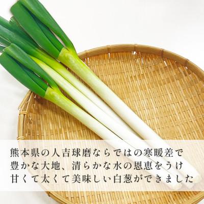 ふるさと納税 あさぎり町 熊本県あさぎり町産　白ねぎ「球磨美人」Mサイズ×40本