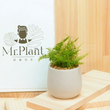 【拈花x研植】蕾絲蕨｜3吋│窗邊植物│新手植物│淨化空氣│水泥盆│招財植物│觀葉植物│質感盆栽