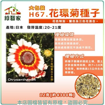 【綠藝家】大包裝H67.花環菊種子12克(約4300顆)(彩紅)//性喜溫暖忌高溫多濕。栽培處日照需良好。