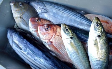 朝どれ！1000種類の魚種がいる大月の鮮魚便