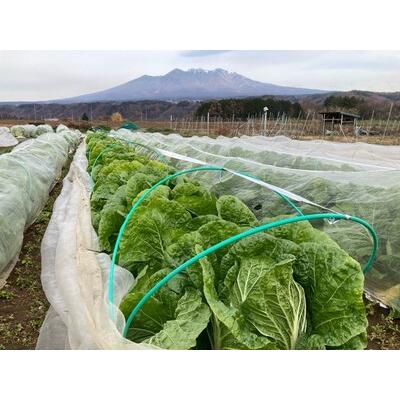 ふるさと納税 無農薬大玉白菜　1個　山梨県北杜市白州産 山梨県北杜市