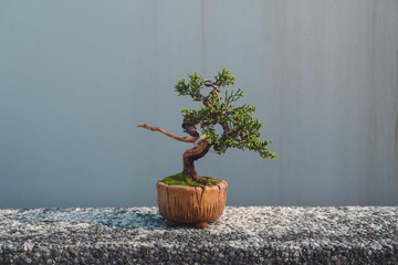 細魚川真柏迷你盆栽 松柏盆栽 真柏盆栽 樹高10公分左右