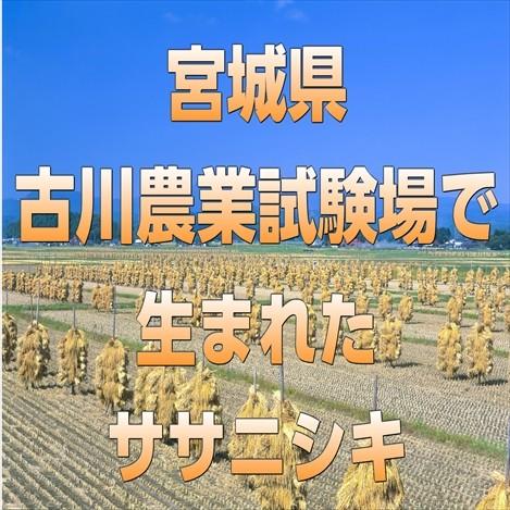 米 5kg 白米 玄米 ササニシキ 宮城県産 令和5年産 白米5kg×1袋 玄米5kg×1袋 送料無料