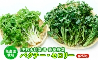 LED水耕栽培 香草野菜（パクチー セロリー）250g