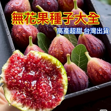 現貨 無花果種子（500粒）特大無花果種子 四季盆栽水果種子 耐寒耐旱易養活 甜度高產量 多年生 一次種植 多次採收
