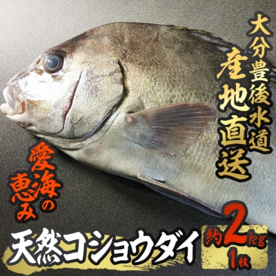 天然 コショウダイ (約2kg・1枚)