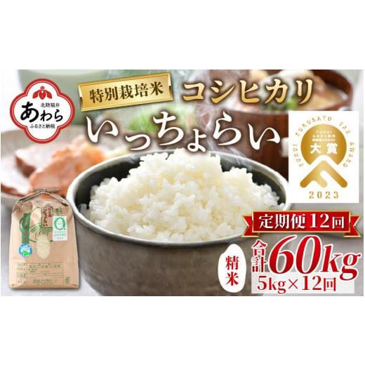 ふるさと納税 福井県 あわら市 《定期便12回》特別栽培米 いっちょらい 精米 5kg（計60kg）／ 福井県産 ブランド米 コシヒカリ ご飯 白米 新鮮 …