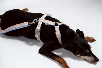 寵物 狗狗胸背帶/牽繩 Candy色