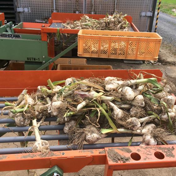 販売期間2023 12 29まで 野菜 にんにく ホワイト六片種にんにく 1kg 中・小玉 産地直送