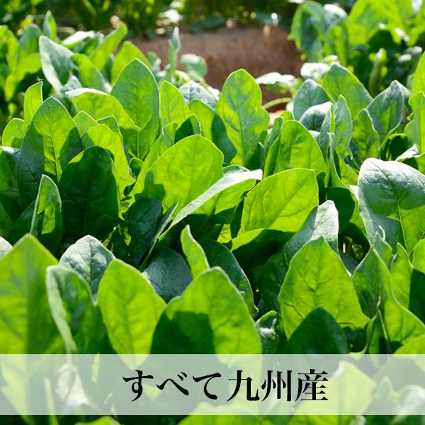 野菜と卵セット 九州野菜 野菜つめあわせ  お取り寄せ グルメ