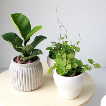 植栽 盆栽 l 西瓜皮毬蘭  可愛爆表藤蔓 室內植物 辦公室盆栽