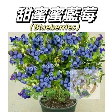 台灣現貨（甜蜜蜜藍莓種子BM-14）進口品種 甜中帶有宜人的酸味，並且有濃郁的芒果香~果肉緊實，口感清脆~@水果種子