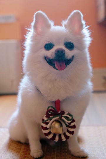 聖誕禮物 【寵物版 Jingle Bell】胸帶飾物