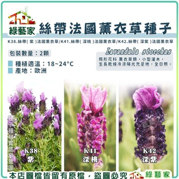 【綠藝家】絲帶法國薰衣草種子2顆 多種顏色(紫、深桃、深紫) (產地歐洲)18~24°C 全日照 香草類