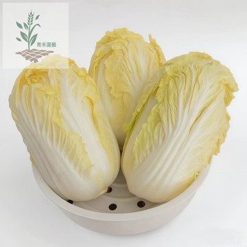青禾園藝（四季金娃娃菜種子）翠玉娃娃菜 生長快黃心娃娃菜種子早熟日本娃娃菜四季播種蔬菜種子#葉菜類#台灣自留種