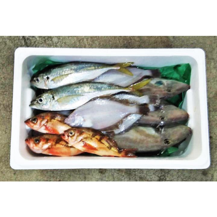 鮮魚セット A 山形県庄内産 鮮魚ボックス 詰め合わせ box 直送 魚 食の都庄内