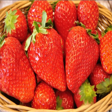 🍓（栃木少女草莓種子）（とちおとめ）種子 超值200粒裝 原日本草莓品種 原產地稀有栃木少女草莓種子