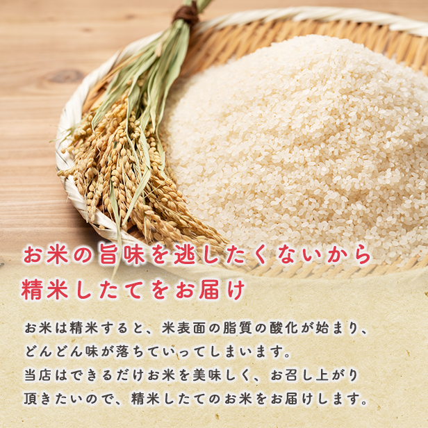 　令和5年産　秋田県産　ミルキークイーン　10ｋｇ　米びつ当番プレゼント付き　米　10kg　白米　送料無料（沖縄・離島を除く）