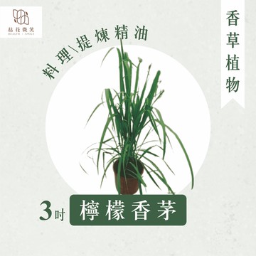【拈花微笑】香茅｜檸檬香茅｜3吋｜香草植物｜食用植物｜調味料｜泡茶飲用｜沙拉｜甜點｜藥用｜精油｜觀賞