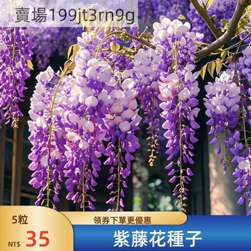 現貨 紫藤花種子（25粒）四季種植日本紫藤  可盆栽 地栽  精選發芽率高達95%  紫藤蘿爬藤植物紫藤花樹紫水晶多年生