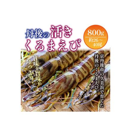 ふるさと納税 車海老／生きたまま直送！京都・丹後の活きくるまえび 800g（26?40尾）活 車海老をご自宅に！車海老 刺身 大きめ 生 車海老 生食.. 京都府京丹後市