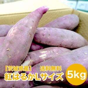 紅はるか 5kg Lサイズ 12～16本入れ サツマイモ さつまいも 薩摩芋