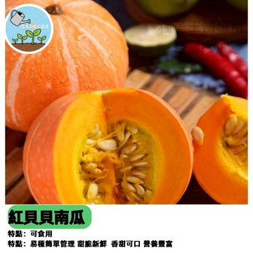 紅貝貝南瓜種子 栗子南瓜 迷你南瓜 日本南瓜 貝貝南瓜 紅栗南瓜 小巧南瓜 家庭菜園 陽台盆栽 觀賞食用 紅皮南瓜