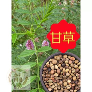 嘉儀現貨（甘草種子）甜草根紅甘草粉甘草粉草皮草棒多年生草本植物 耐寒抗旱庭院盆栽陽台種植中草藥種子春秋四季易種