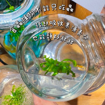 小室瓶栽 陪伴你的食蟲植物 捕蝇草 招財植物 風水植物 不用照顧的室內植物 免澆水盆栽 180天滿意保證 美國亞馬遜銷售第一 生日禮物首選