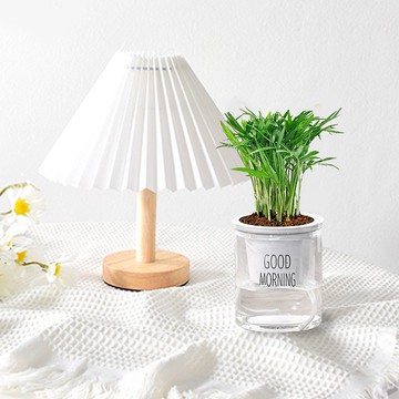 植栽 室內盆栽 袖珍椰子 懶人盆栽