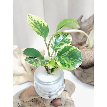 《Kamata🌈》☘️斑葉 圓葉椒草☘️ 水耕盆栽 懶人盆栽 免澆水盆栽 室內植物 觀葉植物 淨化空氣~另售「裸株」