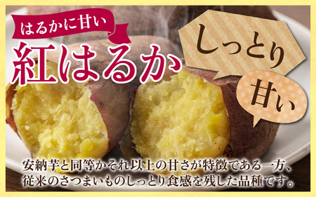 あわら市波松産 紅はるか３kg   厳選 不揃い さつまいも 土付き 熟成 焼き芋 福井県 薩摩芋 密芋 スイートポテト しっとり ほっくり 自然のスイーツ 極甘 農研機構許諾済 メディアで人気 腸活