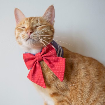 某少女戰士 寵物項圈 領結造型彩色圍脖 紅 藍組合