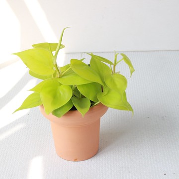 植栽 盆栽 l 心葉蔓綠絨 (黃) 冰淇淋杯陶盆 藤蔓植物  室內植物