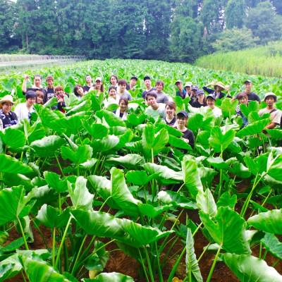 ふるさと納税 佐倉市 採れたて直送!旬のお野菜セット Mサイズ(8品目以上)