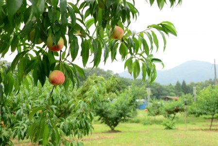 新見の白桃 約4kg 14～15玉 贈答にも